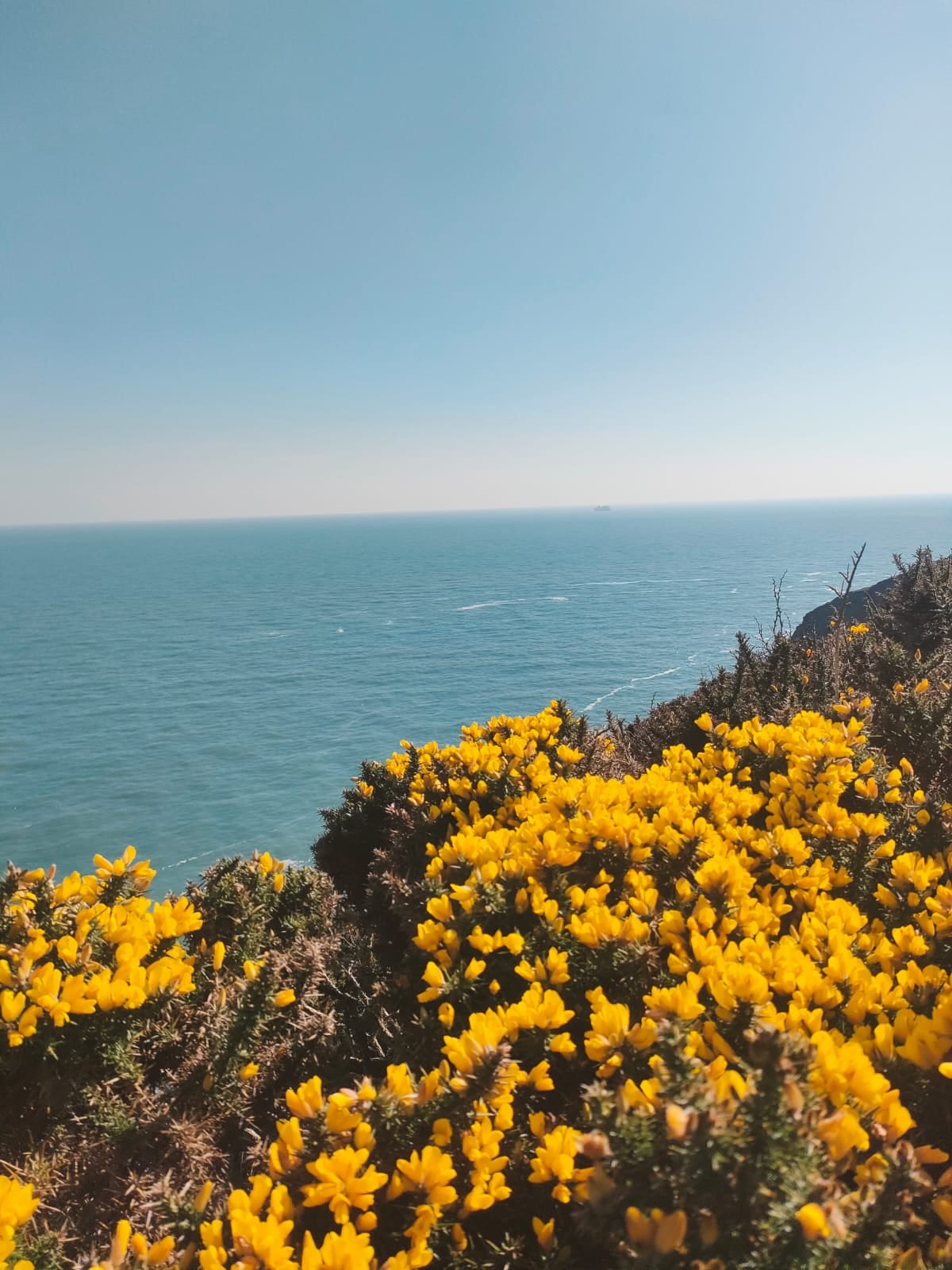 Flores amarillas junto al mar